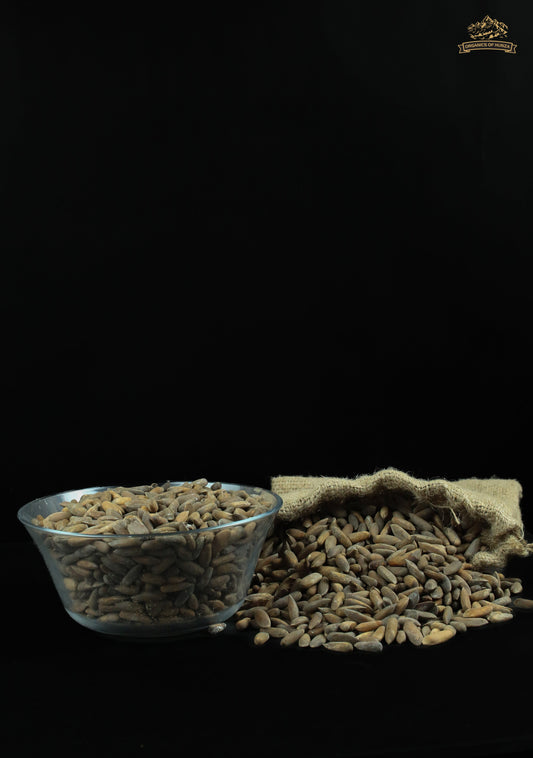 Chilghoza Pine Nuts – Rare Himalayan Gold from Hunza