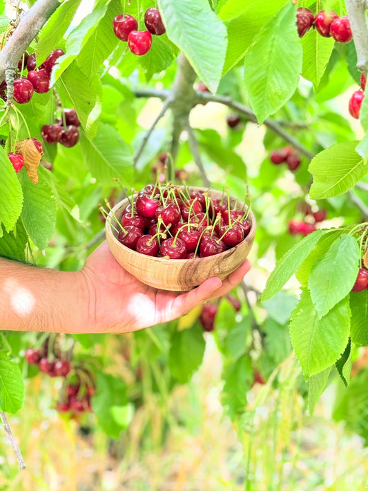 French Cherries
