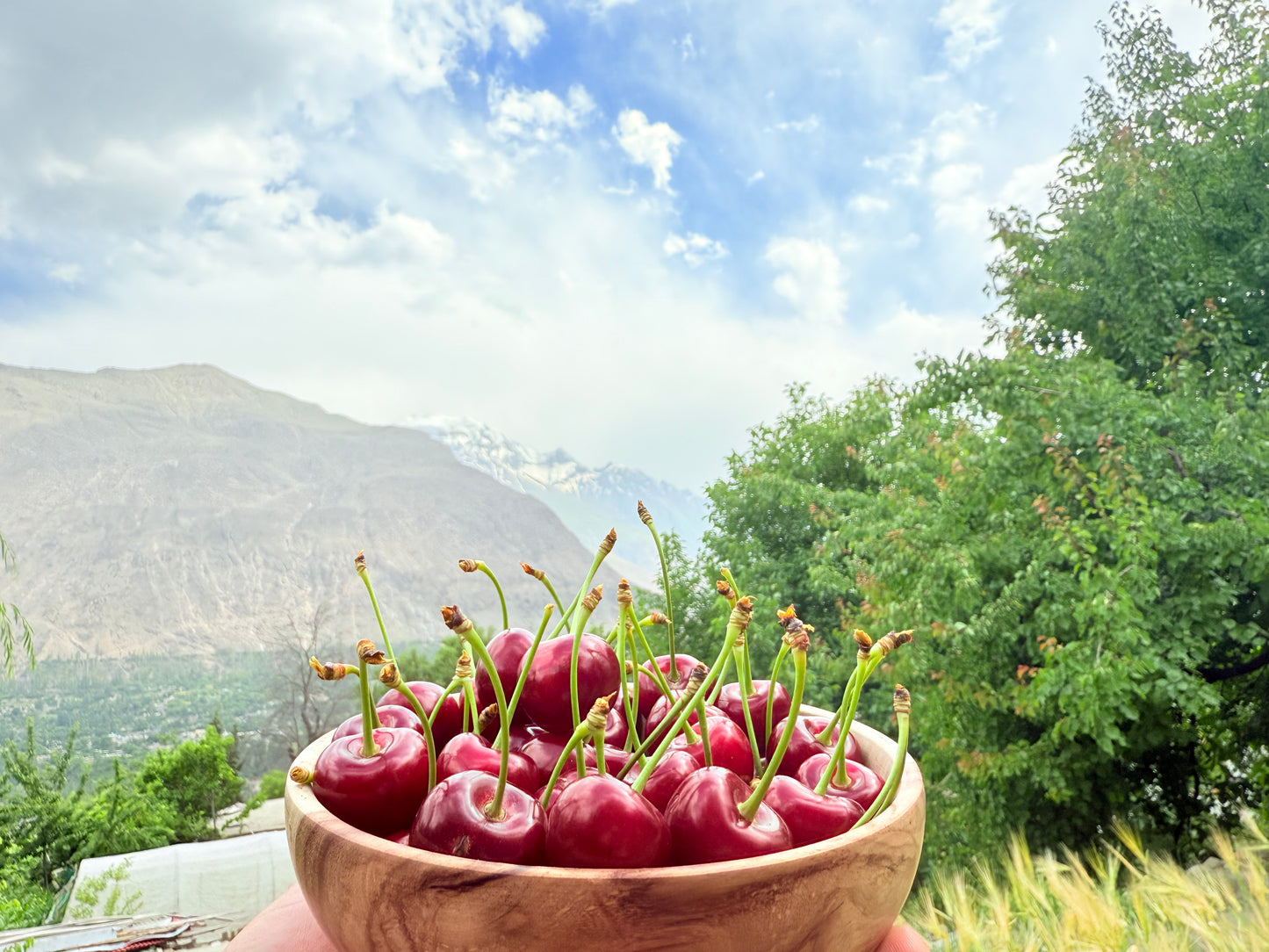 French Cherries