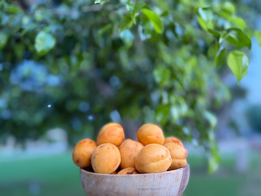 Habee Apricots – Fresh from Hunza's Orchards