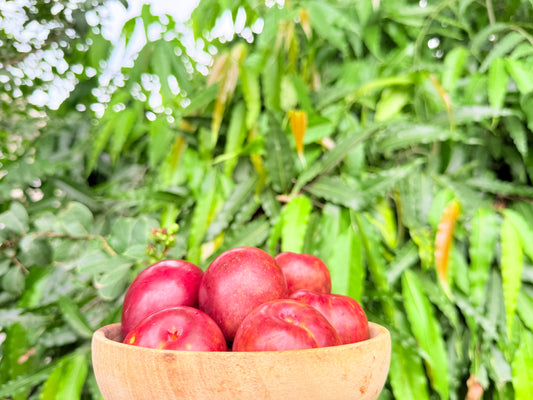 Hunza Plums (Aalu Bukhara) – Fresh from the Highlands