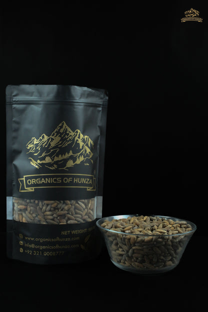 Chilghoza Pine Nuts – Rare Himalayan Gold from Hunza