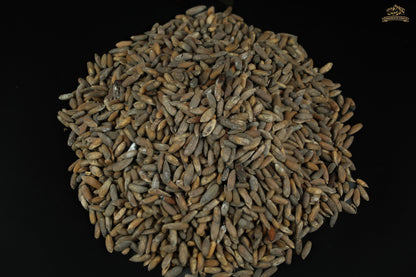 Chilghoza Pine Nuts – Rare Himalayan Gold from Hunza