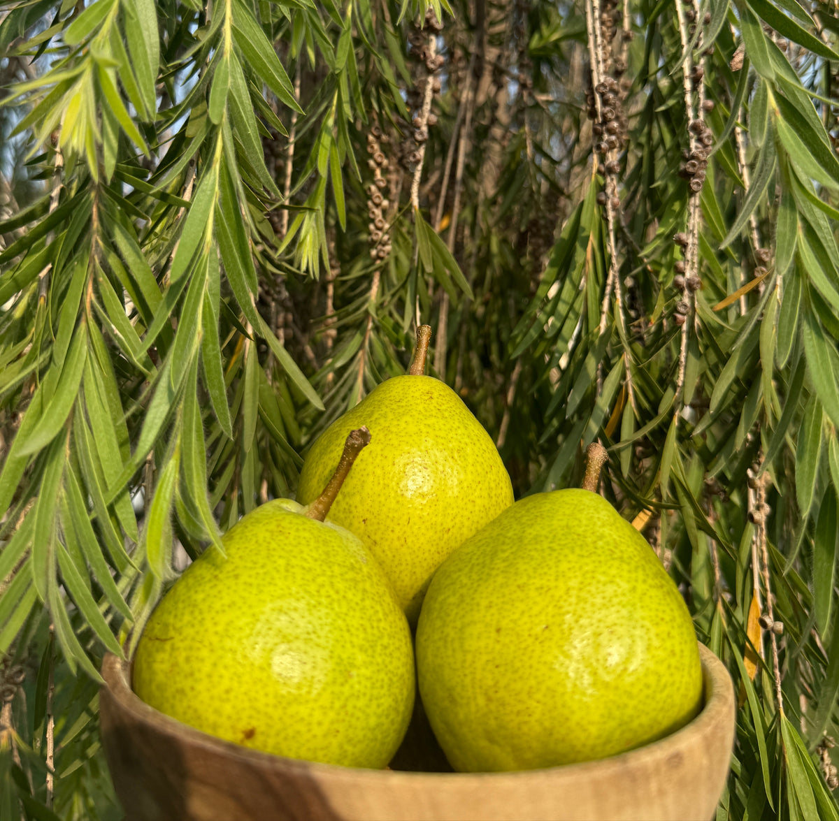 Fresh Hunza Pears – From the Highlands