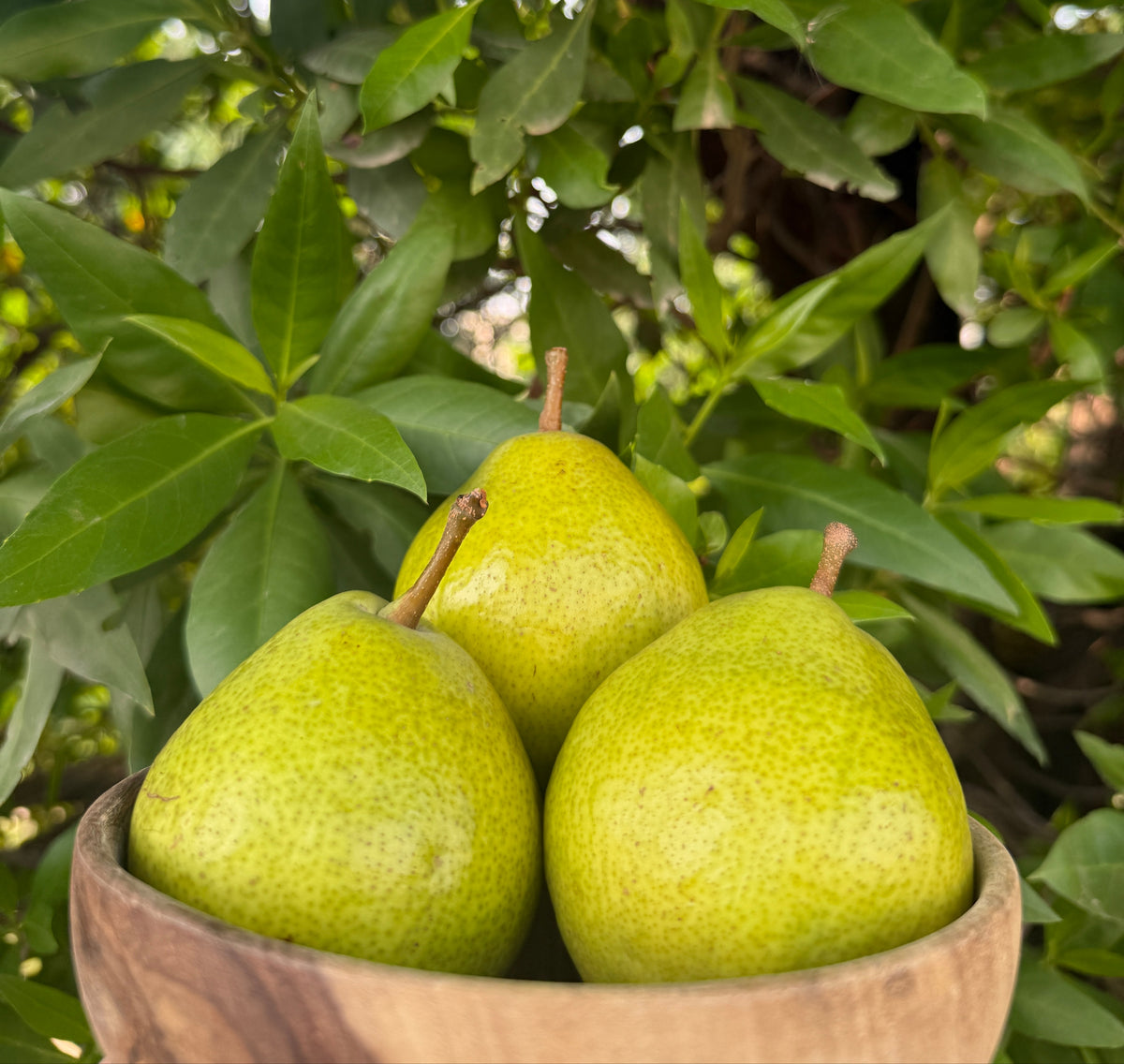 Fresh Hunza Pears – From the Highlands