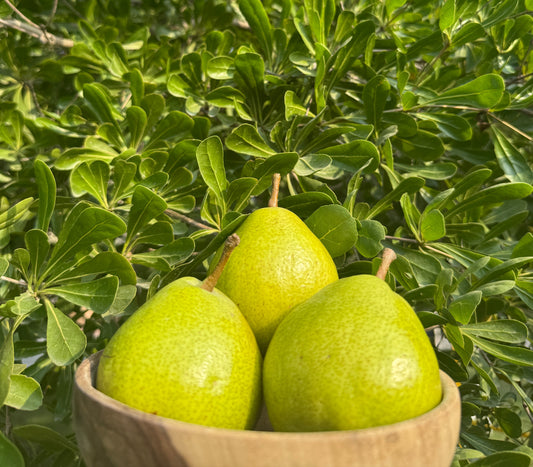 Fresh Hunza Pears – From the Highlands