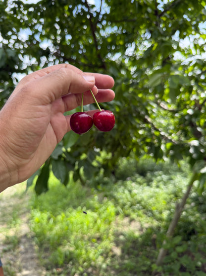French Cherries