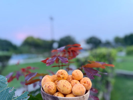 Habee Apricots – Fresh from Hunza's Orchards