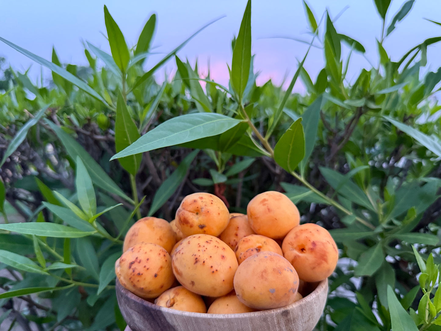 Habee Apricots – Fresh from Hunza's Orchards