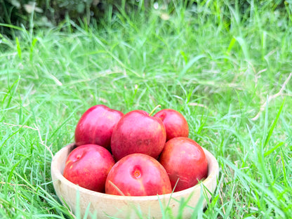 Hunza Plums (Aalu Bukhara) – Fresh from the Highlands