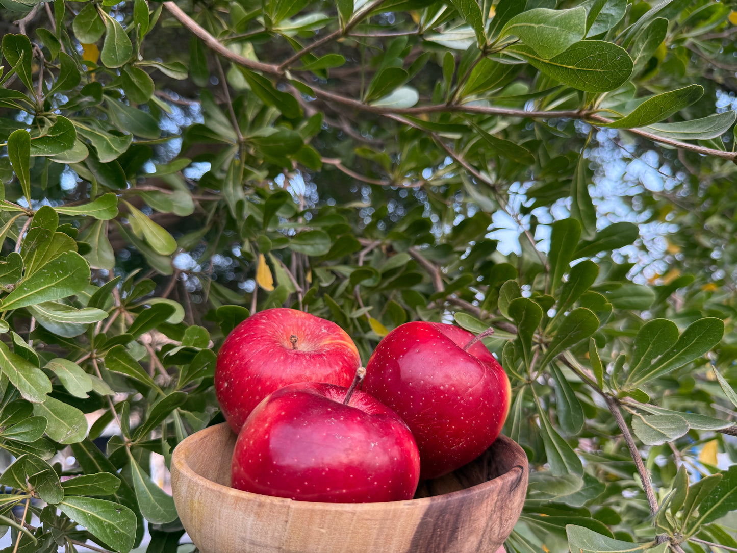 Fresh Red Gala Apples from Hunza