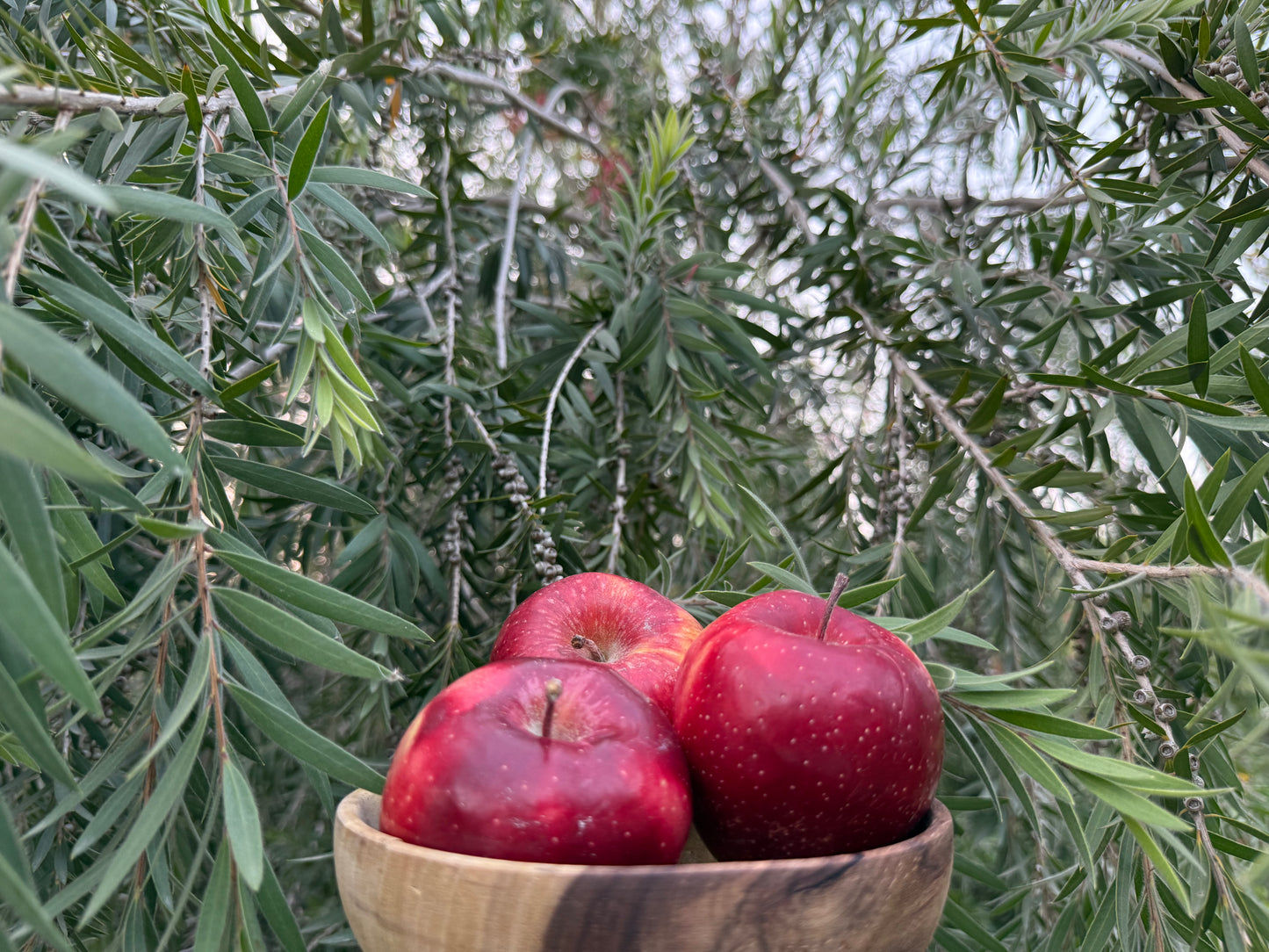 Fresh Red Gala Apples from Hunza