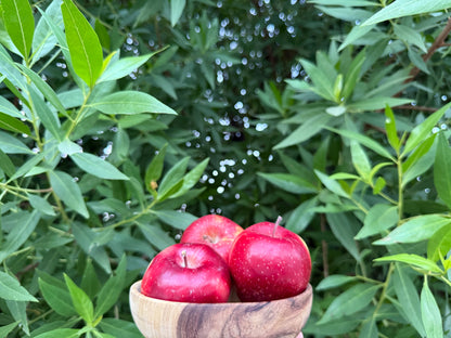 Fresh Red Gala Apples from Hunza